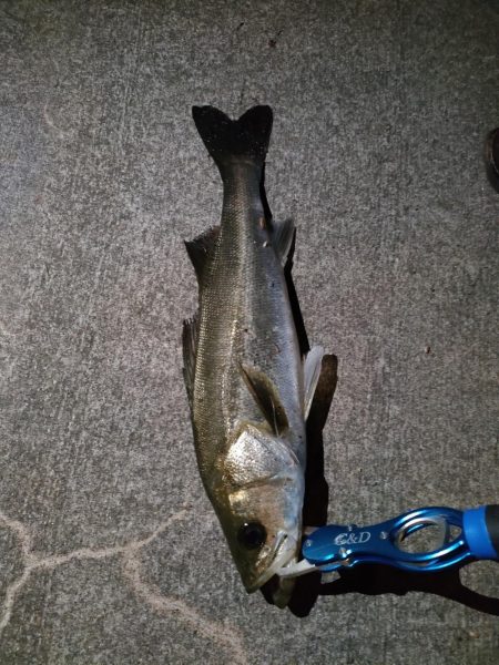 連続で釣れたのはうれしかった！