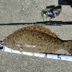 アオリ、ガシラ狙いのはずがまさかの