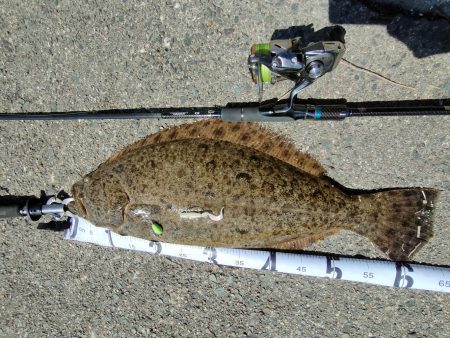 アオリ、ガシラ狙いのはずがまさかの