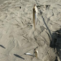 ★★お手軽にキスの数釣り★★