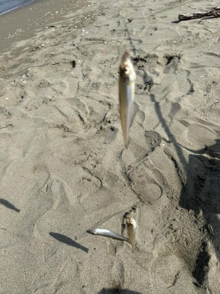 ★★お手軽にキスの数釣り★★