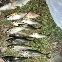 煙樹ヶ浜5月3日ゴールデンウィーク、アジ、へダイ