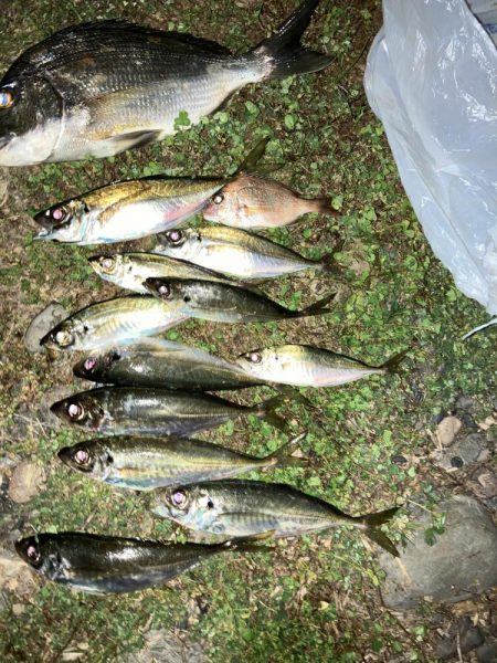 煙樹ヶ浜5月3日ゴールデンウィーク、アジ、へダイ