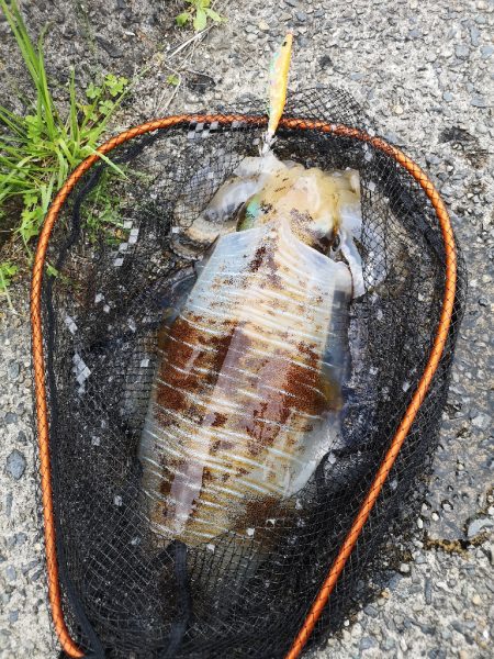 アオリを求めて