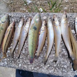 釣友が東二見に集まりました