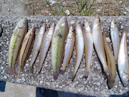 釣友が東二見に集まりました