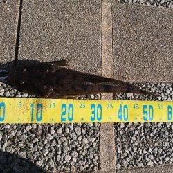 フラットフィッシュ