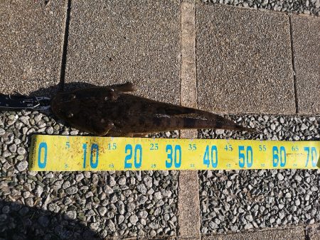 フラットフィッシュ