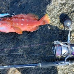 美味しい根魚とエソ