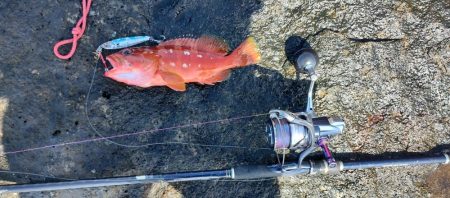 美味しい根魚とエソ