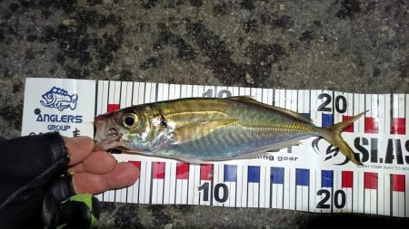 2024/05/04 南港ライトゲーム釣行…