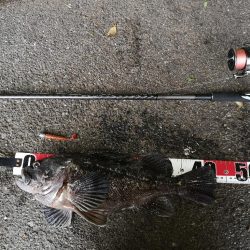 フラットフィッシュ狙い