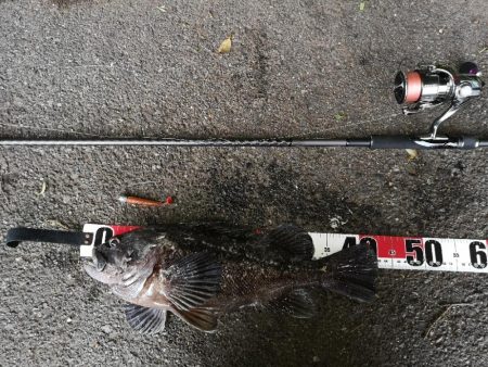 フラットフィッシュ狙い