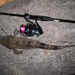 フラットフィッシュ