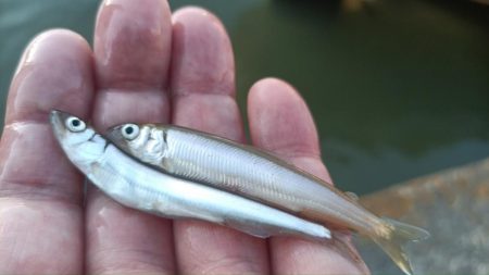 2024/05/14 大阪市内河川 稚鮎釣…