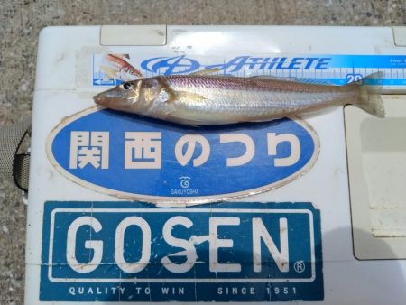 境水道のキス釣査