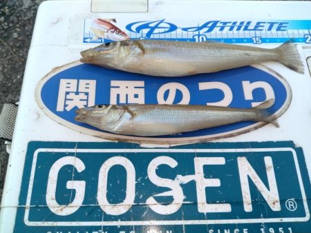 買い物待ち釣行