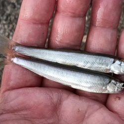 2024/05/19 大阪市内河川 稚鮎釣り