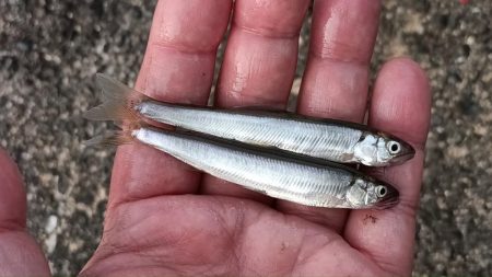 2024/05/19 大阪市内河川 稚鮎釣…