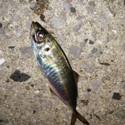 まだまだ釣れます