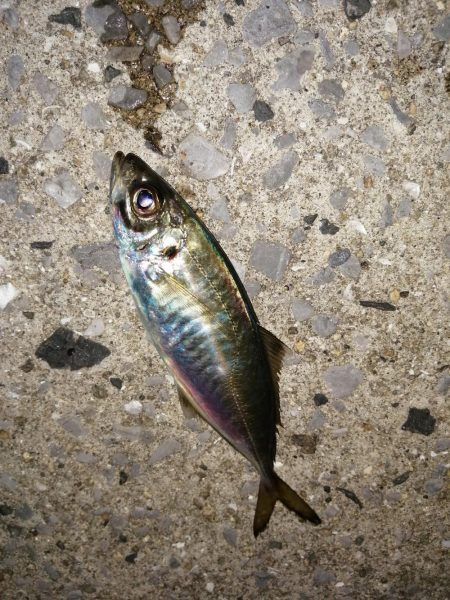 まだまだ釣れます