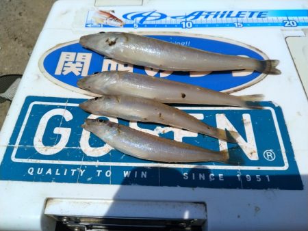 淡路島キスの活性調査