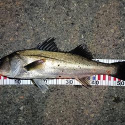 2024/05/21 南港ヘチ釣り釣行(短時間)