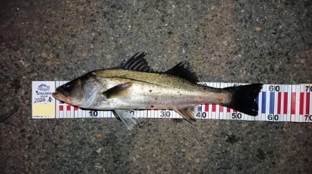 2024/05/21 南港ヘチ釣り釣行（短…