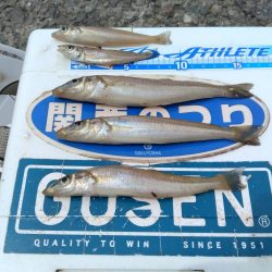 播磨新島のキス釣果