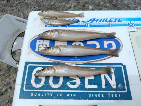 播磨新島のキス釣果