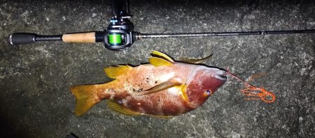 アカハタはどこいった?