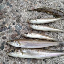 播磨新島のキス釣果