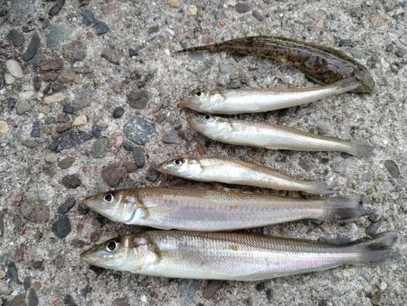 播磨新島のキス釣果