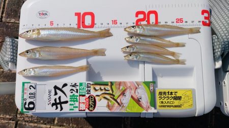 片男波はまだまだ数が少ない