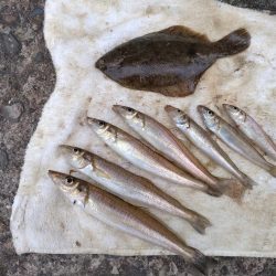 播磨新島のキス調査