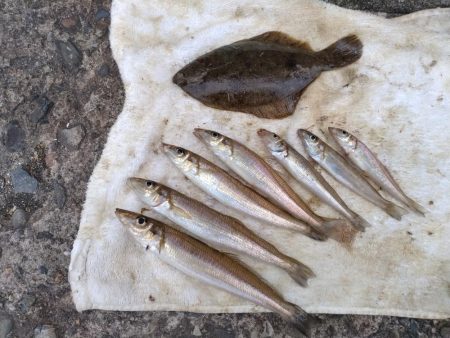 播磨新島のキス調査