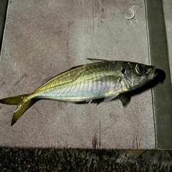 本日もアジング