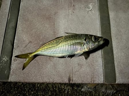 本日もアジング