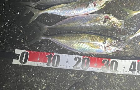 ナイトアジング