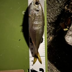 本日もアジング調査