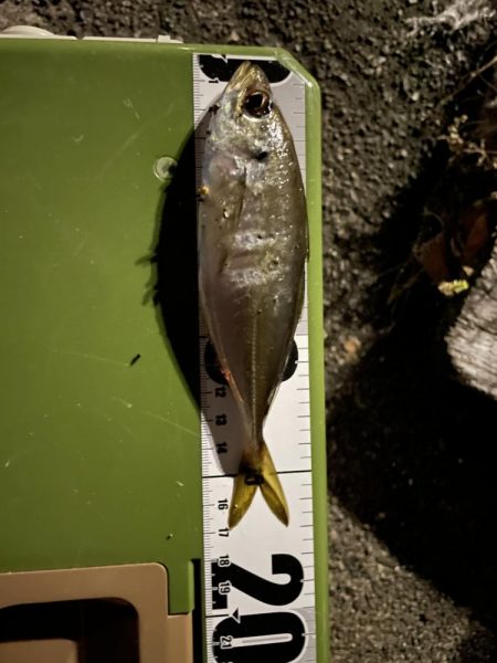 本日もアジング調査