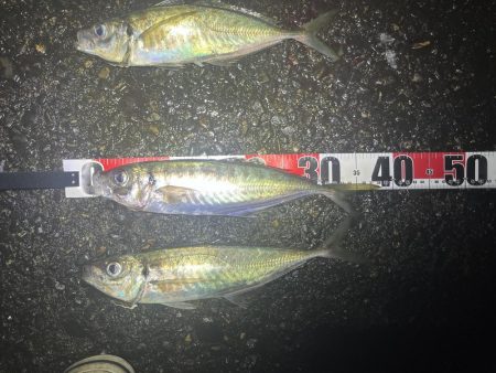 雨の中ナイトアジング