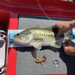 北山田45〜39cm 3匹