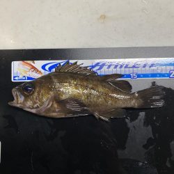 アミパターンから完全バチパターンへ