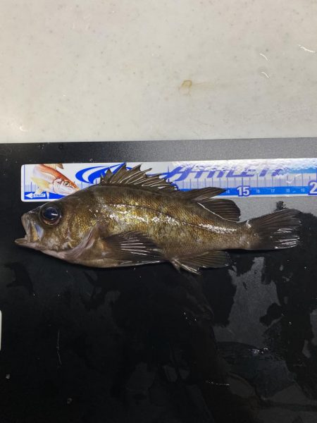 アミパターンから完全バチパターンへ