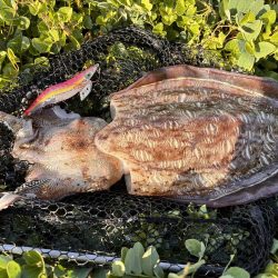 春イカエギング