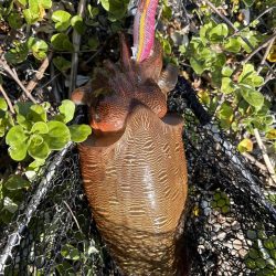 春のエギングシーズン