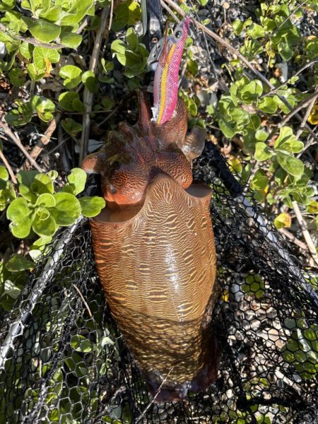 春のエギングシーズン