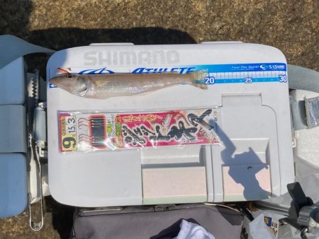 田島へ良型キスを求めて！