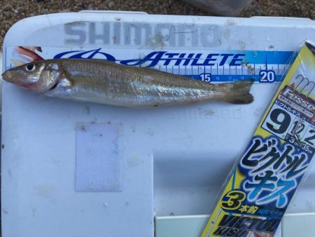 次の日も、良型キスを求めて！